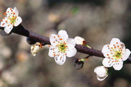 Schlehenblüten - Foto, Druck, Poster, Leinwand