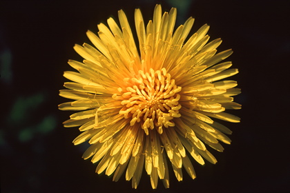 Löwenzahn, Taraxacum - Foto, Druck, Poster, Leinwand