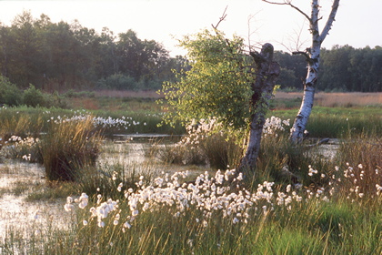 Moorlandschaft - Foto, Druck, Poster, Leinwand