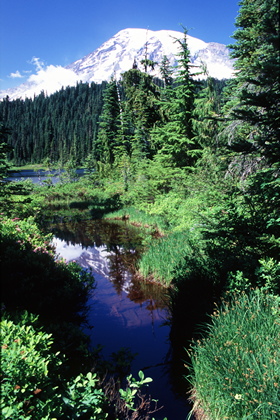 Mount Rainier - Foto, Druck, Poster, Leinwand