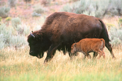 Bison mit Kalb - Foto, Druck, Poster, Leinwand