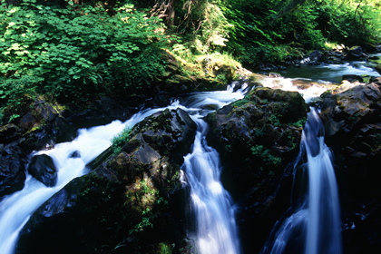 Waldbach - Foto, Druck, Poster, Leinwand