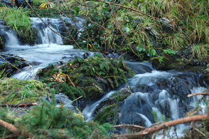 Waldbach - Foto, Druck, Poster, Leinwand