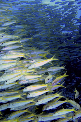 Fischschwarm - Foto, Druck, Poster, Leinwand