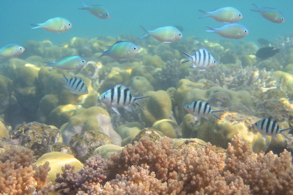 Jungfische - Foto, Druck, Poster, Leinwand