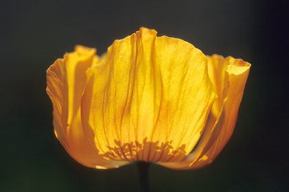 Meconopsis cambrica, Waldscheinmohn - Foto, Druck, Poster, Leinwand