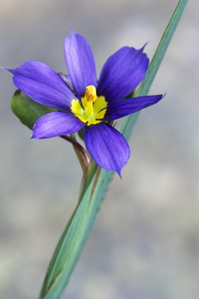 Sisyrinchium, Binsenlilie - Foto, Druck, Poster, Leinwand