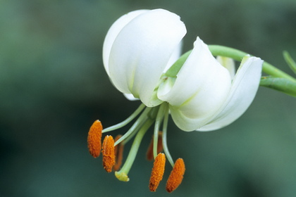 Lilium martagon, Türkenbundlilie - Foto, Druck, Poster, Leinwand