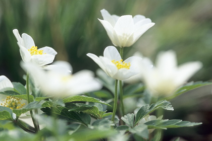 Buschwindröschen, Anemone nemorosa - Foto, Druck, Poster, Leinwand