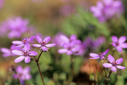 Reiherschnabel, Erodium - Foto, Druck, Poster, Leinwand