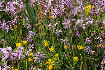 Blumenwiese - Foto, Druck, Poster, Leinwand