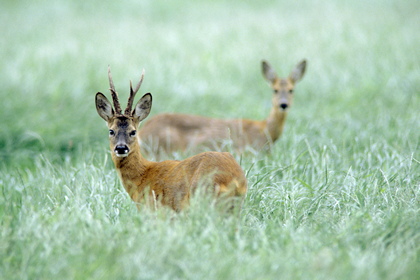 Rehe - Foto, Druck, Poster, Leinwand