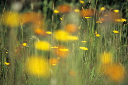 Blumenwiese - Foto, Druck, Poster, Leinwand