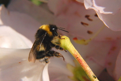 Hummel - Foto, Druck, Poster, Leinwand