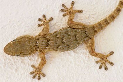 Gecko - Foto, Druck, Poster, Leinwand