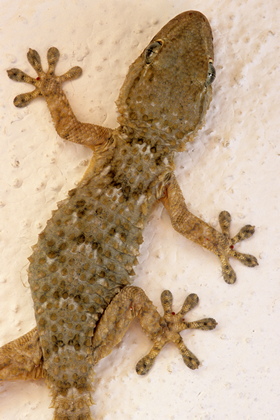 Gecko - Foto, Druck, Poster, Leinwand