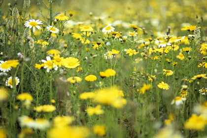 Blumenwiese - Foto, Druck, Poster, Leinwand