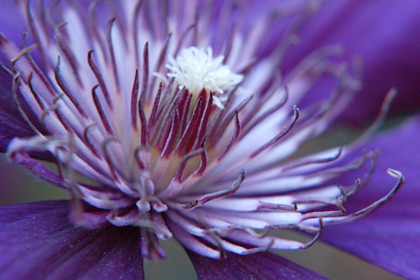 Clematis-Blüte - Foto, Druck, Poster, Leinwand