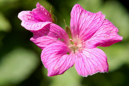 Storchschnabel, Geranium endressei - Foto, Druck, Poster, Leinwand