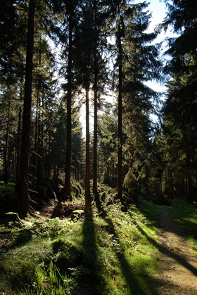 Fichtenwald - Foto, Druck, Poster, Leinwand