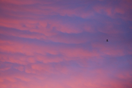 Morgenrot - Foto, Druck, Poster, Leinwand