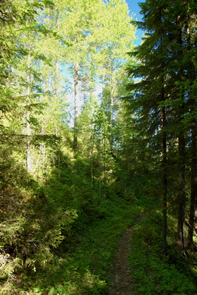 Waldweg - Foto, Druck, Poster, Leinwand