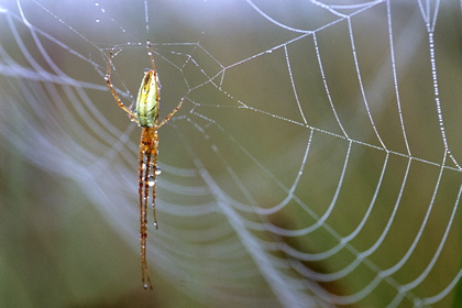 Streckerspinne - Foto, Druck, Poster, Leinwand