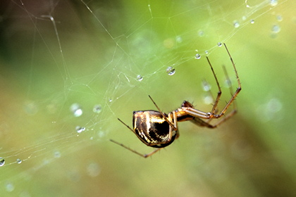 Deckennetzspinne - Foto, Druck, Poster, Leinwand