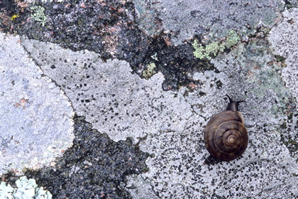 Schnecke auf Gestein - Foto, Druck, Poster, Leinwand