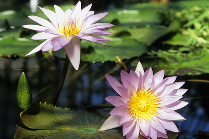 Seerose - Foto, Druck, Poster, Leinwand