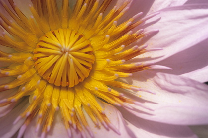 Seerose - Foto, Druck, Poster, Leinwand