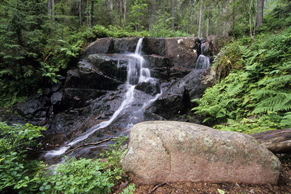 Waldbach - Foto, Druck, Poster, Leinwand