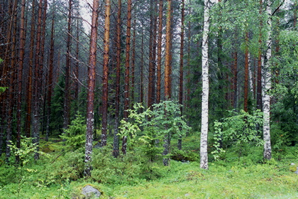 Wald - Foto, Druck, Poster, Leinwand