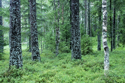 Wald - Foto, Druck, Poster, Leinwand