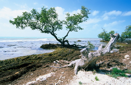 In den Florida Keys - Foto, Druck, Poster, Leinwand