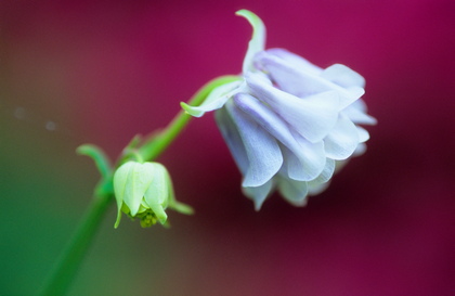 Akelei, Aquilegia - Foto, Druck, Poster, Leinwand