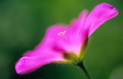 Blutstorchschnabel, Geranium sanguineum - Foto, Druck, Poster, Leinwand