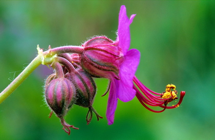 Storchschnabel, Geranium macrorhizum - Foto, Druck, Poster, Leinwand