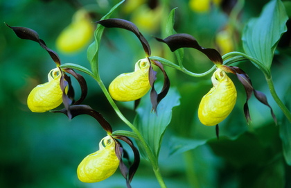 Marienfrauenschuh, Cypripedium calceolus - Foto, Druck, Poster, Leinwand