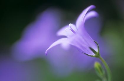 Glockenblume, Campanula garganica - Foto, Druck, Poster, Leinwand