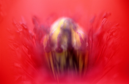 Klatschmohn, Papaver rhoeas - Foto, Druck, Poster, Leinwand