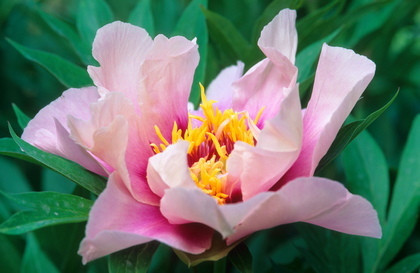 Pfingstrose, Paeonia - Foto, Druck, Poster, Leinwand