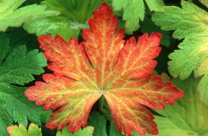 Storchschnabelblatt, Geranium macrorhizum - Foto, Druck, Poster, Leinwand