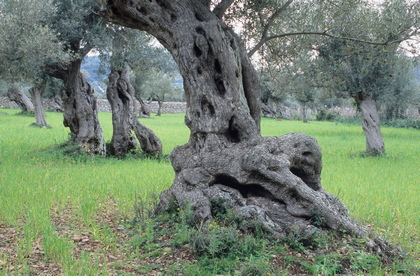 Alte Olivenbäume, Olea europaea - Foto, Druck, Poster, Leinwand