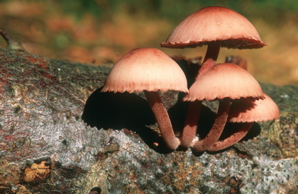 Großer Bluthelmling, Mycena haematopus - Foto, Druck, Poster, Leinwand