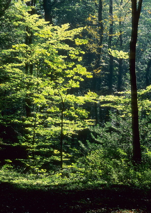 Herbstwald - Foto, Druck, Poster, Leinwand