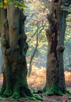 Buchenstämme im Herbstwald  - Foto, Druck, Poster, Leinwand