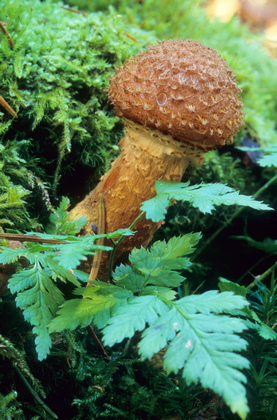 Hallimasch, Armillaria ostoyae - Foto, Druck, Poster, Leinwand