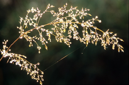 Gras im Gegenlicht - Foto, Druck, Poster, Leinwand