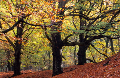 Buchenwald im Herbst - Foto, Druck, Poster, Leinwand